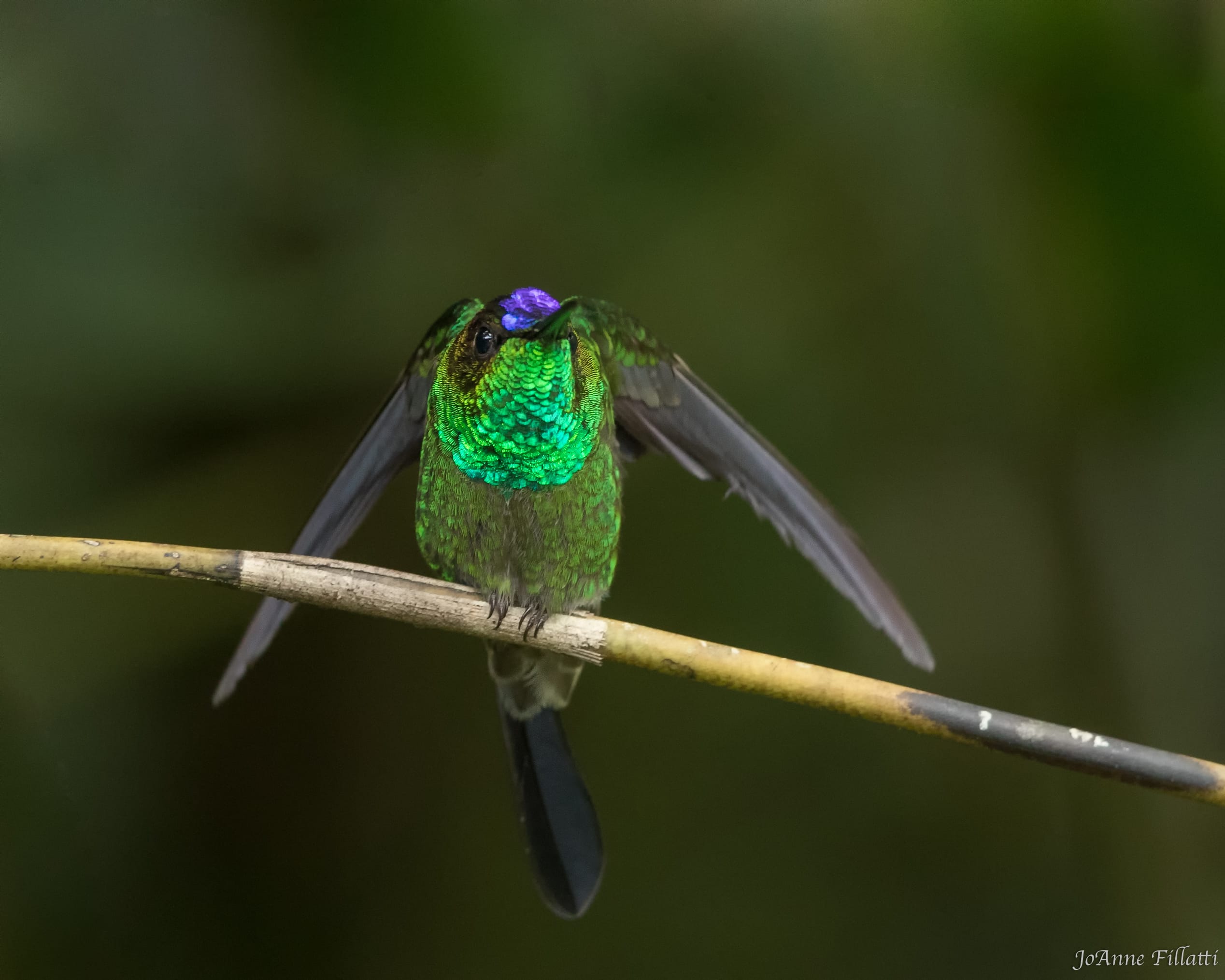 bird of ecuador image 29